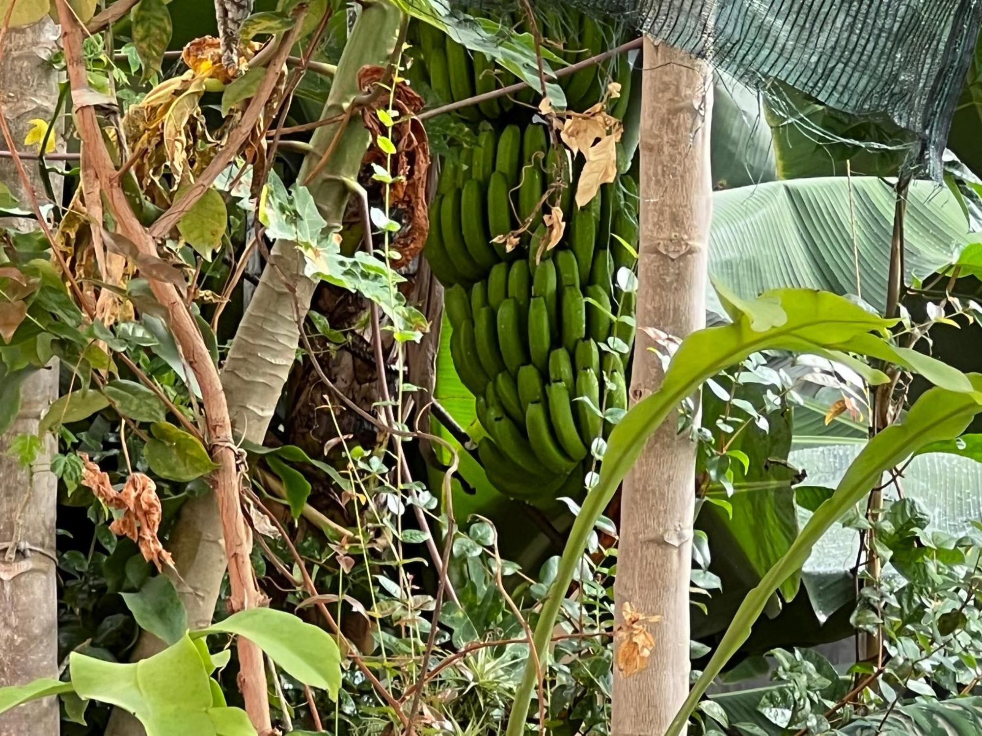 Villa Formosa Funchal  Kültér fotó